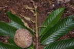 Licania macrophylla