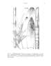 Phyllostachys aurea
