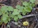 Cucumis dipsaceus