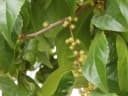 Flacourtia inermis