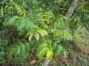 Spondias pinnata