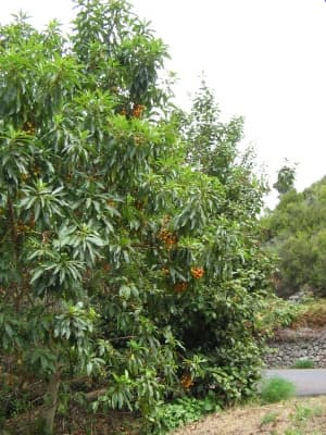 Arbutus canariensis