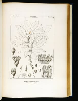 Sideroxylon salicifolium
