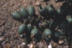 Calamus insignis
