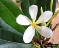 Himatanthus bracteatus
