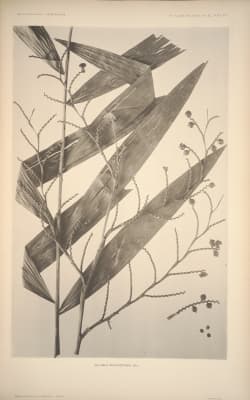 Calamus moseleyanus