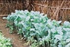 Brassica carinata