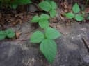 Vigna angularis