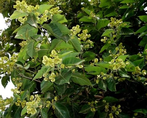 Combretum leprosum