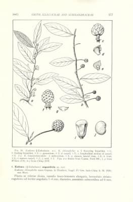 Kadsura longipedunculata