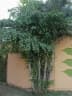 Caryota mitis
