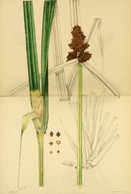 Scirpodendron ghaeri
