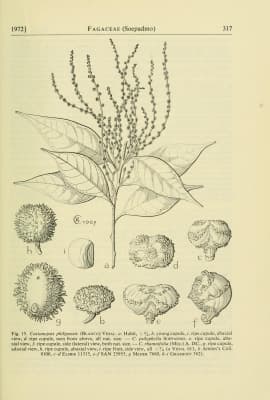 Castanopsis philipensis