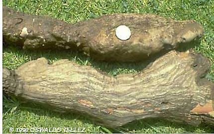 Dioscorea composita