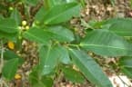 Ficus virgata