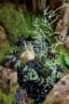Pteris ensiformis