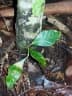 Dysoxylum rufum
