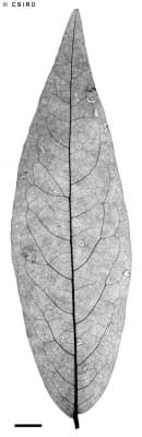 Miliusa horsfieldii