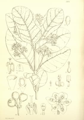 Ocotea usambarensis
