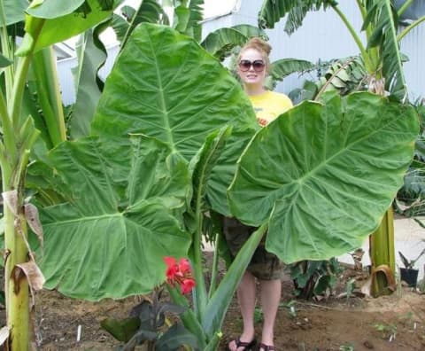 Colocasia gigantea