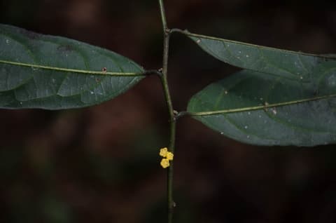 Microdesmis caseariifolia