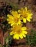 Guizotia scabra