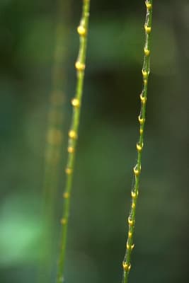 Calamus australis