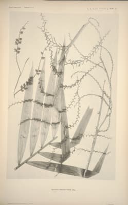 Calamus pseudotenuis