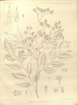 Dalbergia cochinchinensis