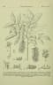 Engelhardia rigida