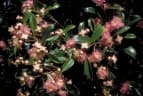 Syzygium papyraceum