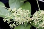 Dendropanax arboreus