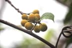 Ficus ampelos