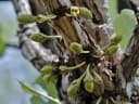 Erythroxylum suberosum