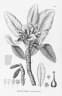 Kielmeyera speciosa