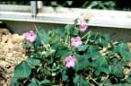 Oxalis tetraphylla