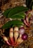 Macleania rupestris