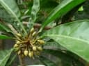 Pouteria lucuma