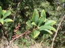 Myrsine coriacea