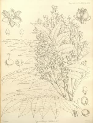 Santiria griffithii
