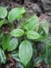 Boehmeria grandis