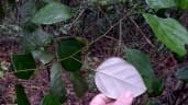 Chondrodendron platiphyllum