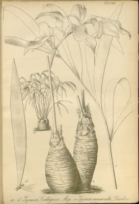 Zamia loddigesii