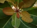 Planchonella obovata