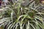 Pitcairnia angustifolia