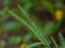 Aeschynomene indica