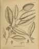 Myristica malabarica