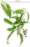 Cinnamomum triplinerve