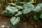 Alocasia odora