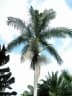 Roystonea borinquena